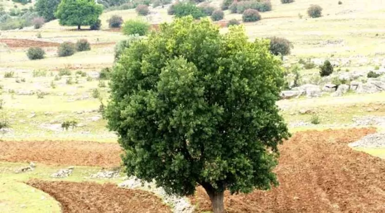 Daha yüksek CO₂ konsantrasyonları nedeniyle yaşlı ağaçlar güçlü bir şekilde büyür